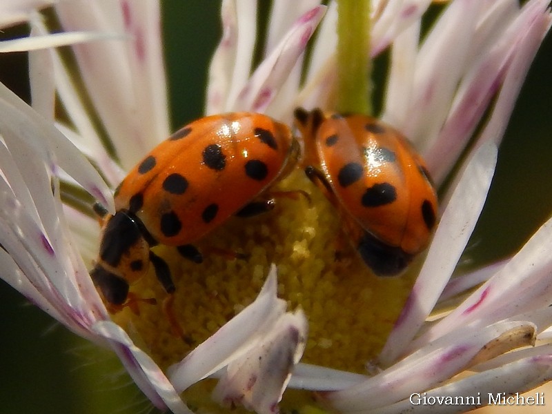 Coccinellidae: Hippodamia tredecimpunctata